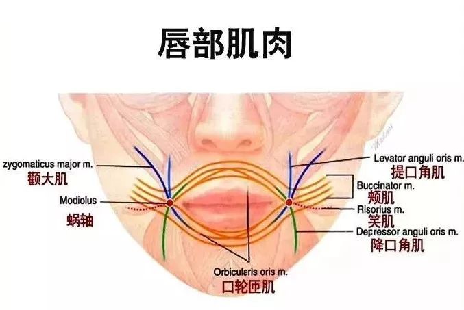 口轮匝肌结构图片