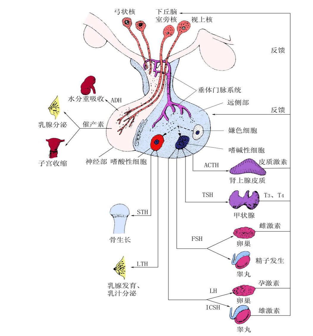 叛逆的细胞——垂体瘤的前世今生