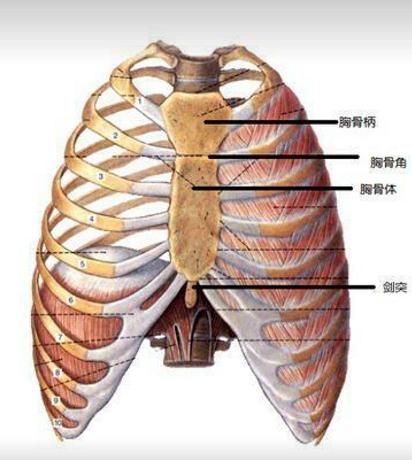 胸口是哪个位置 中间图片