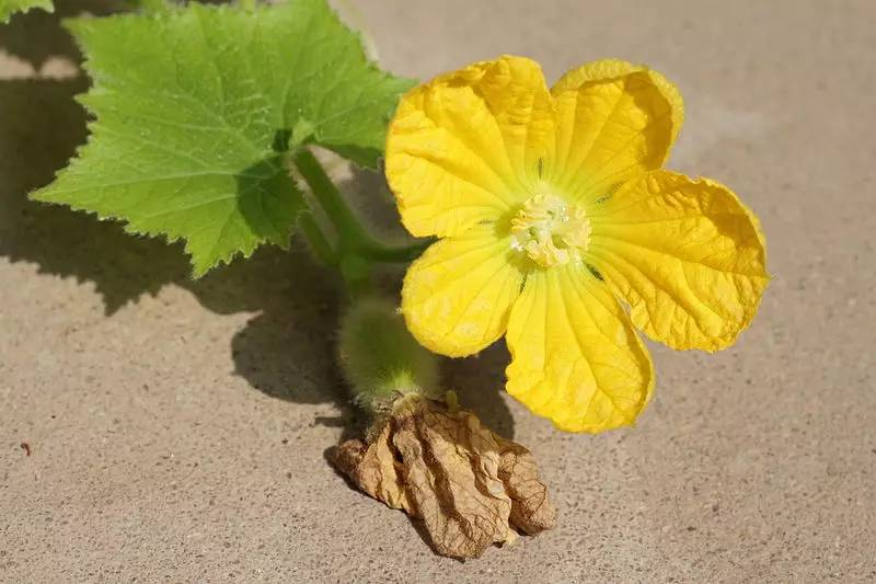 冬瓜的叶子单叶互生,叶柄很粗,叶片似掌,边缘有锯齿,很宽大.