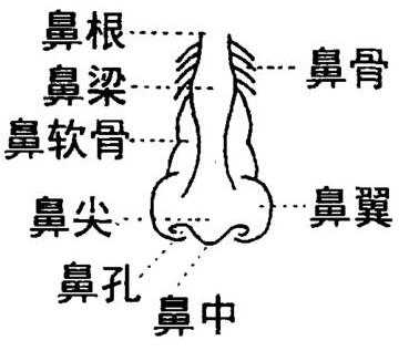 鼻头,鼻梁,鼻翼,提起鼻子结构,大多数人会说出这三个部位.