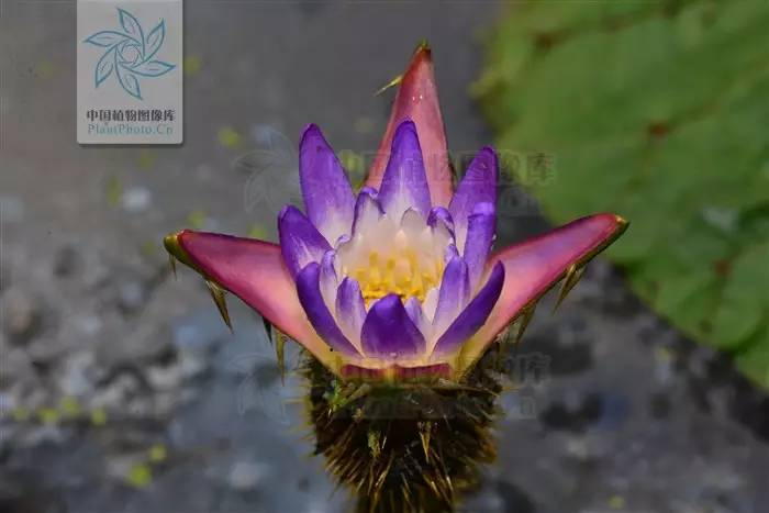 芡实的叶片上面是深绿色的,表面褶皱,且长有尖刺;叶片的背面则是深
