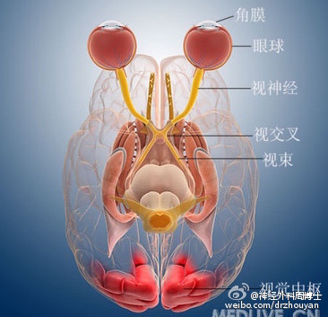 周博士带您探秘大脑之【脑世界的地图】