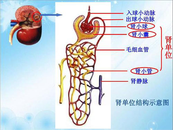 1,提高腎小球濾過率,預防二次損傷.