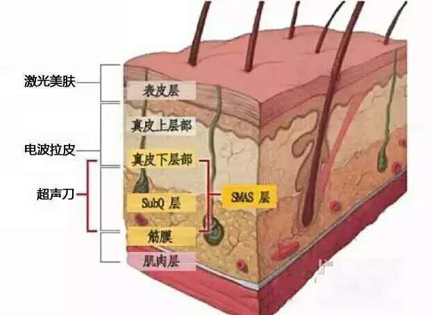 面部筋膜分布图图片