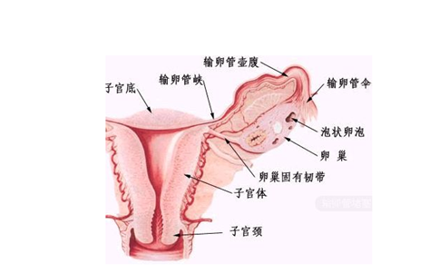 治疗输卵管堵塞,试管婴儿,导丝介入,宫腹腔镜该怎么选?