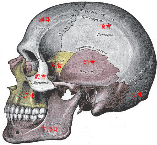 临床上,单纯的颅骨损伤少见,往往伴随有头皮和脑组织损伤