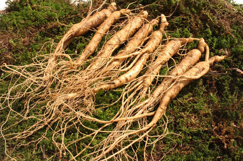 中药,"人参"的别名与附药