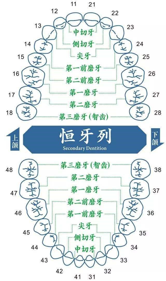 拔牙矫正治疗为什么选择拔掉这颗牙?