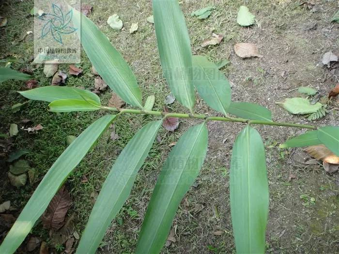 益智也是姜科的植物,模样长相和之前的草药近似,它的茎高1米到3米不等