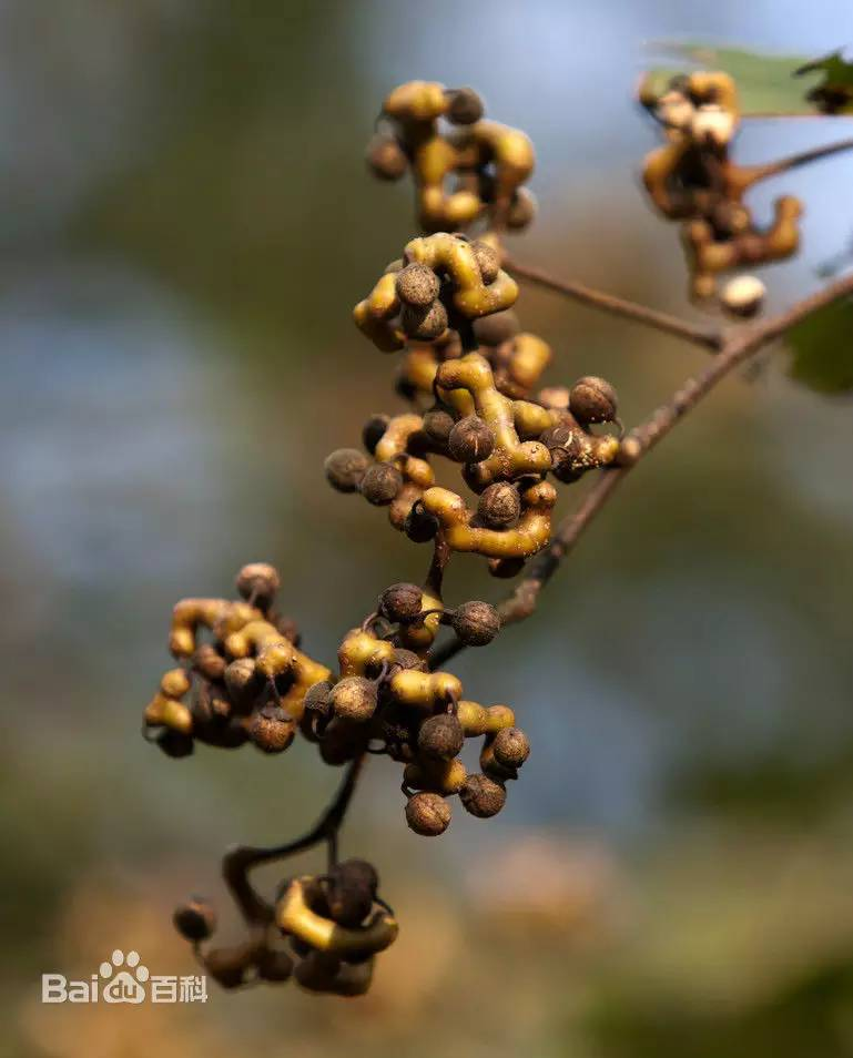 每天一味中草药枳椇子南方常叫作拐枣解酒保肝