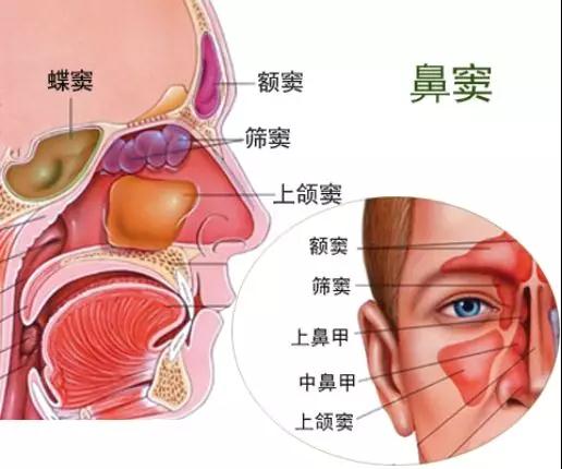 鼻窦位置图片