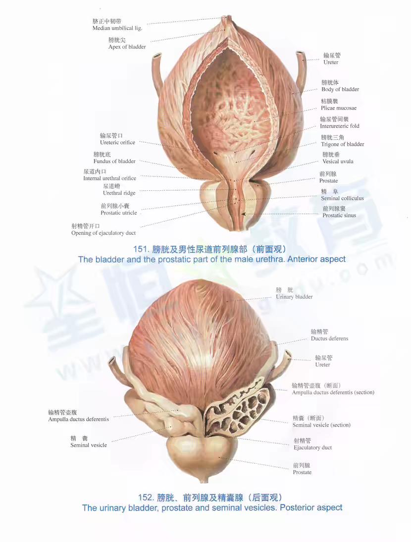 男性朋友都知道前列腺炎但你知道前列腺炎有什么危害吗