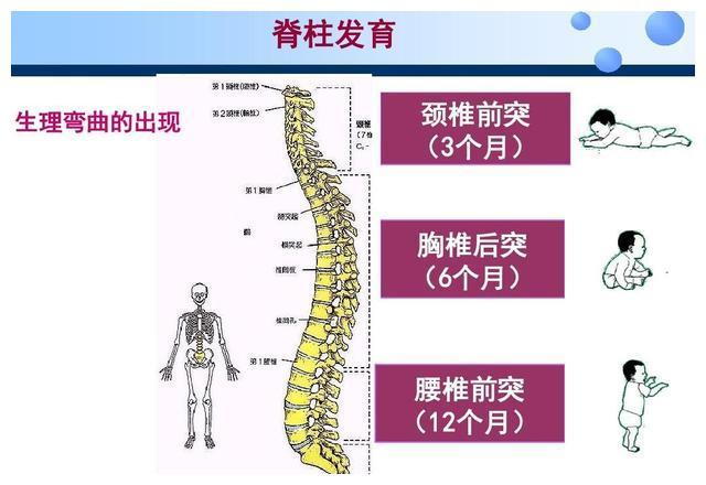 婴儿脊柱正常发育图图片