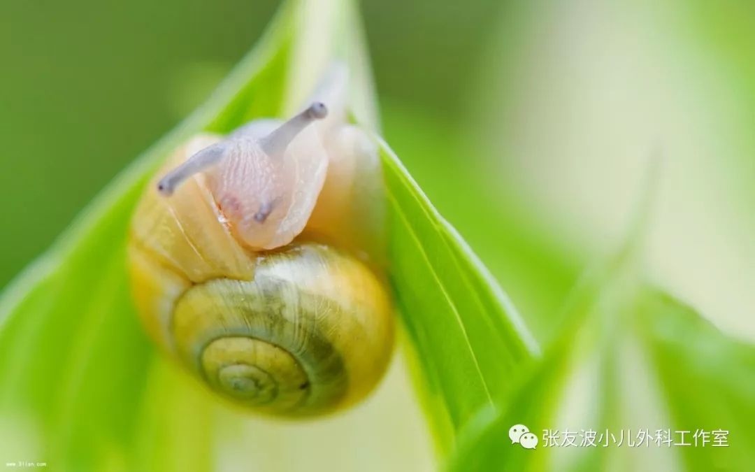 蜗牛宝宝是什么病图片