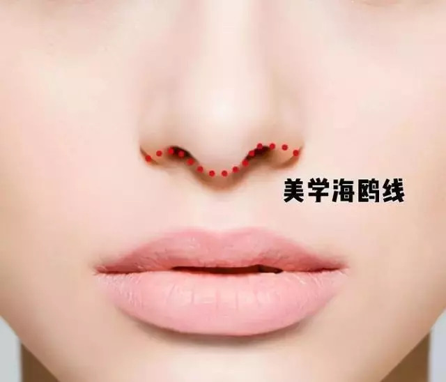 鼻子的长度为额头长度的 1/3,大约 60~75mm,鼻的宽度一般是鼻长度的70