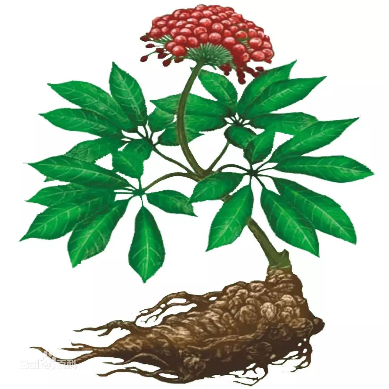 三七和人参同出五加科,与人参长得相似,又称人参三七,或参三七.