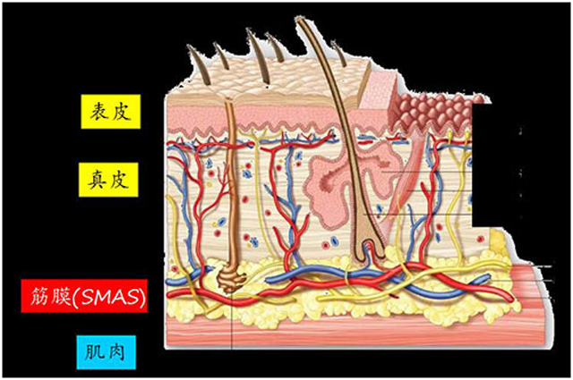 皮肤管理:解决皱,松,垂,肥只需40分钟!