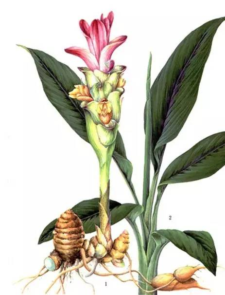 每天一味中草药 莪术 与郁金有什么关系 张会永副主任医师 爱问医生