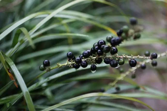 每天一味中草药:麦冬,养胃阴,开胃进食;还能润肺清嗓子