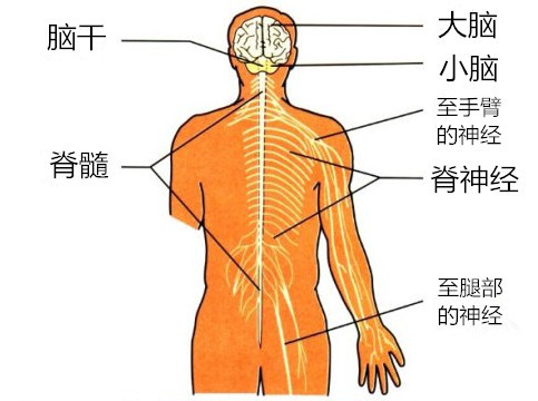 脊髓分布图图片