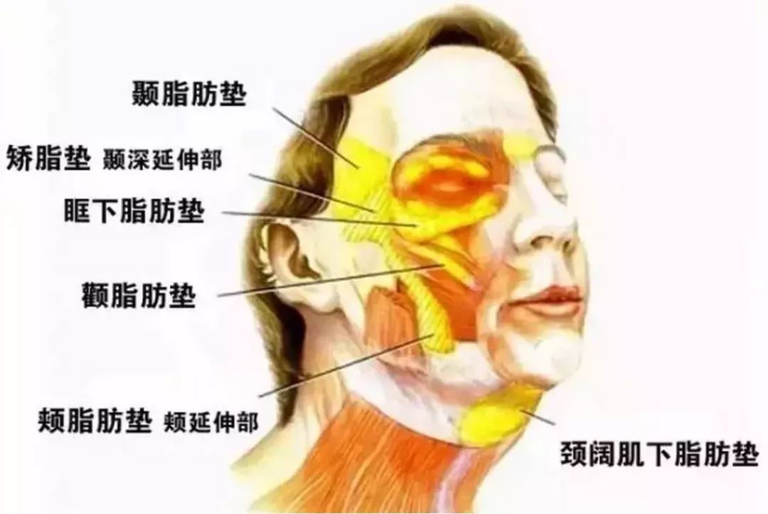 而所有的"垮"都与smas筋膜层息息相关.何为筋膜?