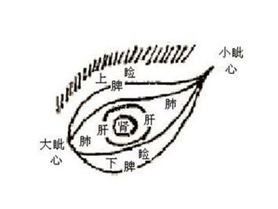 眼睛里的大奥秘