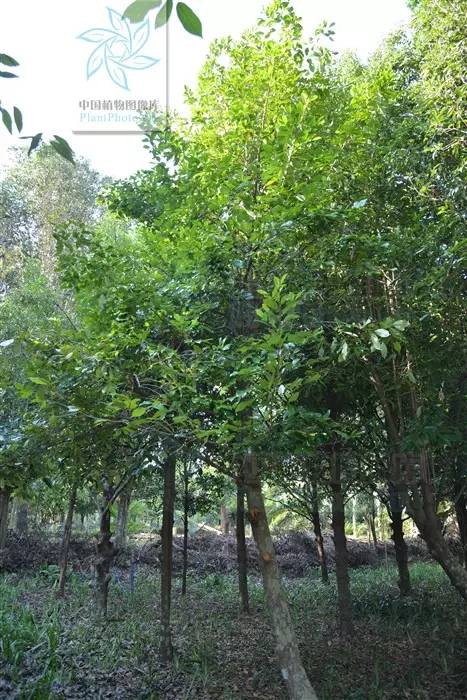 每天一味中草药:肉豆蔻,厨房里的调料,擅长治疗拉肚子