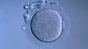 卵泡长得好不好？了解卵泡监测的那些事就知道了