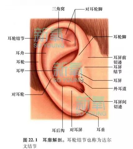 咱們重點嗦一下能被看見的外耳部分(也就是常說的耳廓).