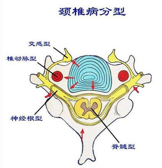 颈椎交感神经节位置图图片