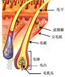 实验证明 哪种洗发水去屑效果最好 头皮屑伴随油脂过盛如何改善 刘长春 爱问医生