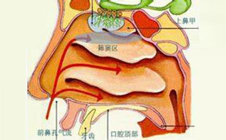 做鼻子耳软骨和肋骨有什么区别_鼻子整形耳软骨和肋软骨哪个好_做鼻子用耳软骨还是肋骨做效果好