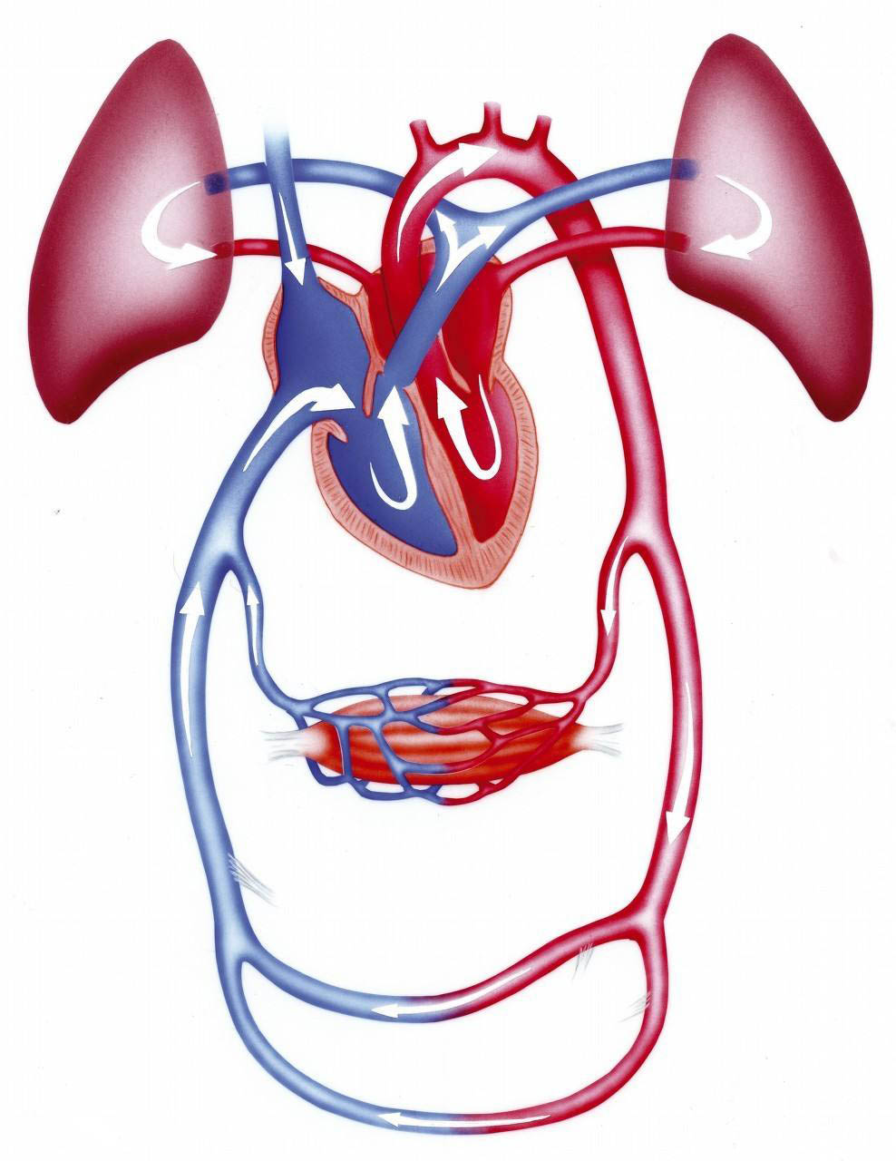 血液除了运输营养物质还有哪些功能