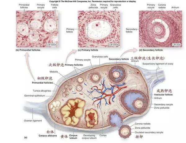 卵泡长得好不好？了解卵泡监测的那些事就知道了