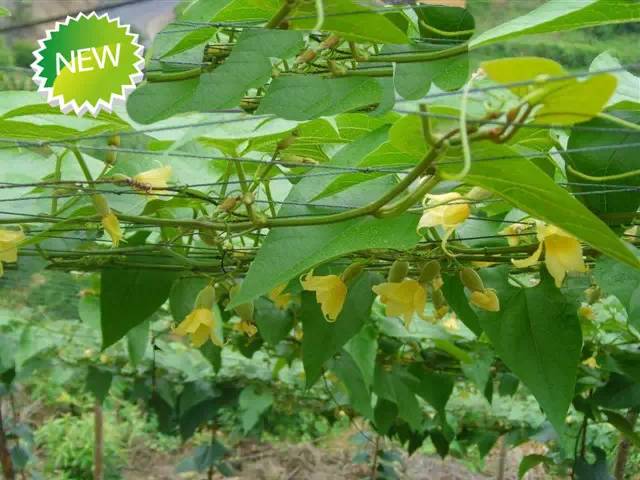 每天一味中草药:罗汉果,一个老百姓都知道但中医大夫不知道的草药