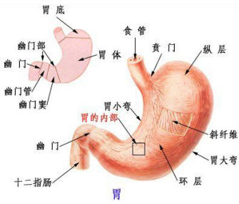 胃角在哪个位置图片