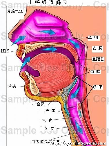 发生儿童气管异物怎么办