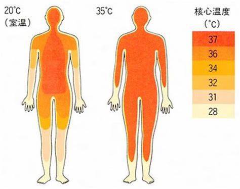 "在研究体温的时候,通常将人体分为核心和表层两部分,核心部分的温度