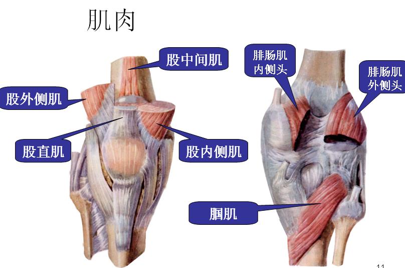 痉挛型脑瘫患儿股四头肌肌张力增高造成膝过伸训练-赵海康副主任医师