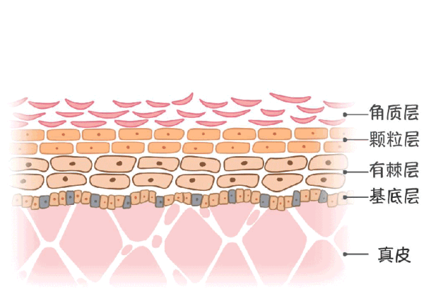 它还能为角质层的砖墙结构添砖加瓦,刺激角质细胞的生长,让砖墙更加
