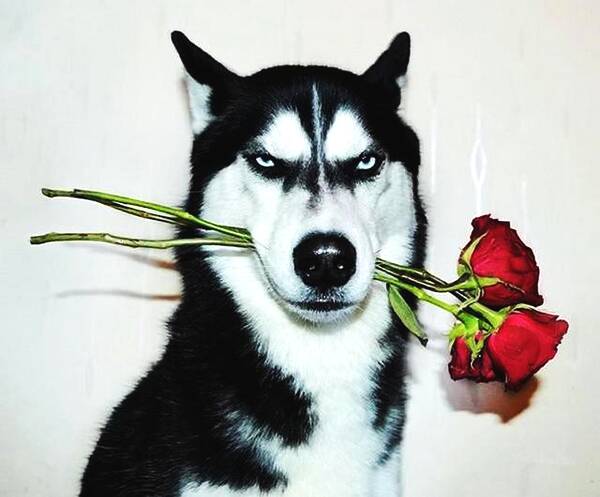 作为一名医生玩坏了你们的二哈也实属无奈无奈中的无奈