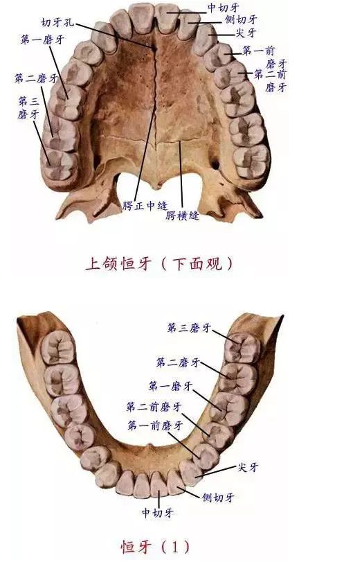 小孩牙齿结构图解剖图图片