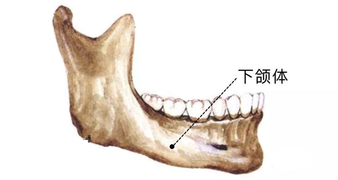 下颌骨颏部图片