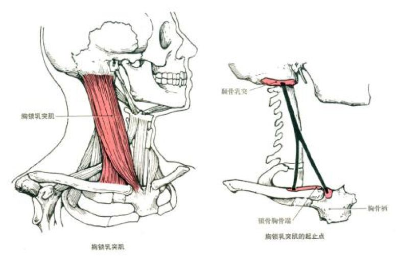 肌始于耳后的头骨,向下延伸出两个头,一头止于胸骨,另一头止于锁骨