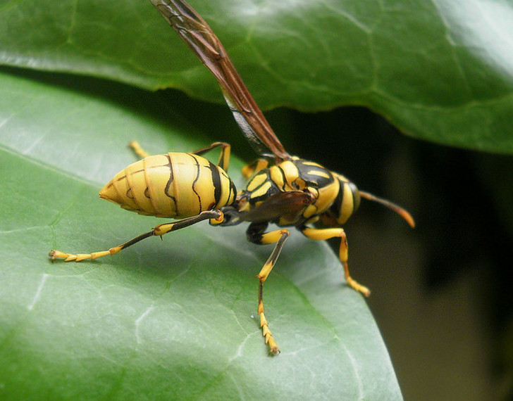 马蜂螫针毒液含有组胺,五羟色胺,缓激肽,磷脂酶,透明质酸酶等,毒液呈