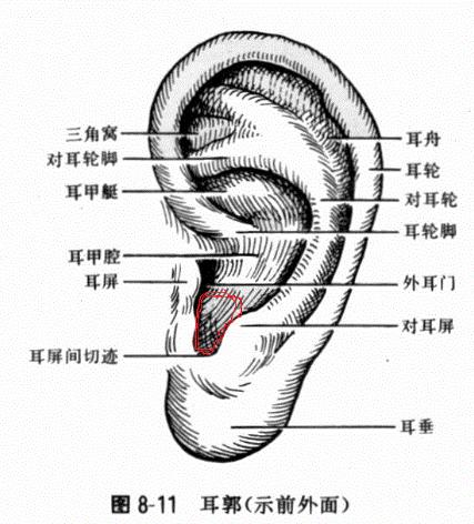 耳朵有点小畸形怎么治?耳再造专家余文林解答