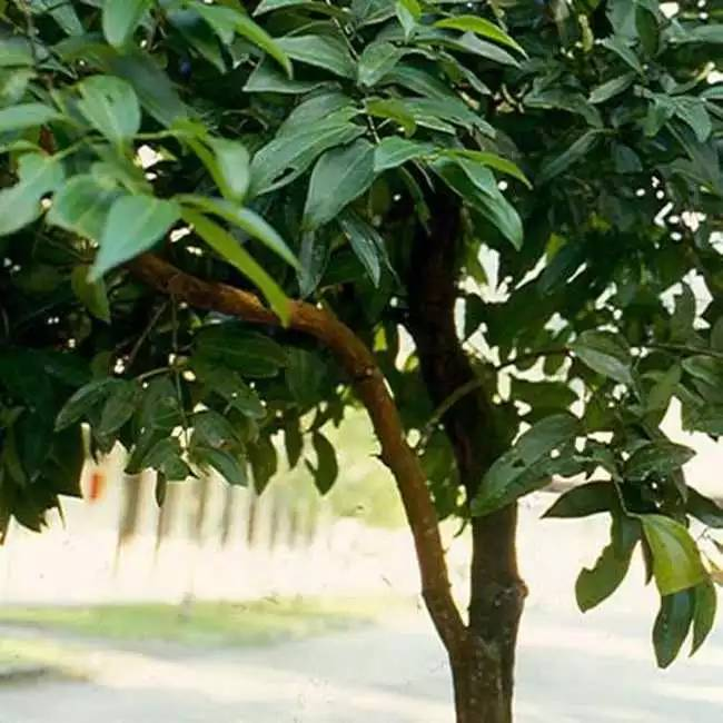 每天一味中草药桂枝治疗风寒感冒发热有汗的良药香味独特