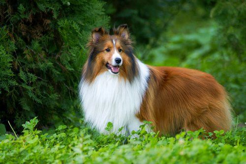 不是一个单独品种,包括边境牧羊犬,苏格兰牧羊犬,喜乐蒂牧羊犬等