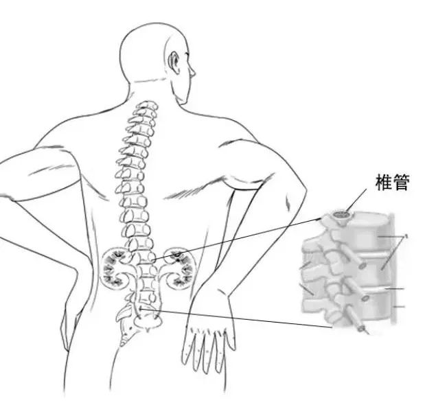 肾在腰部那个位置图片图片